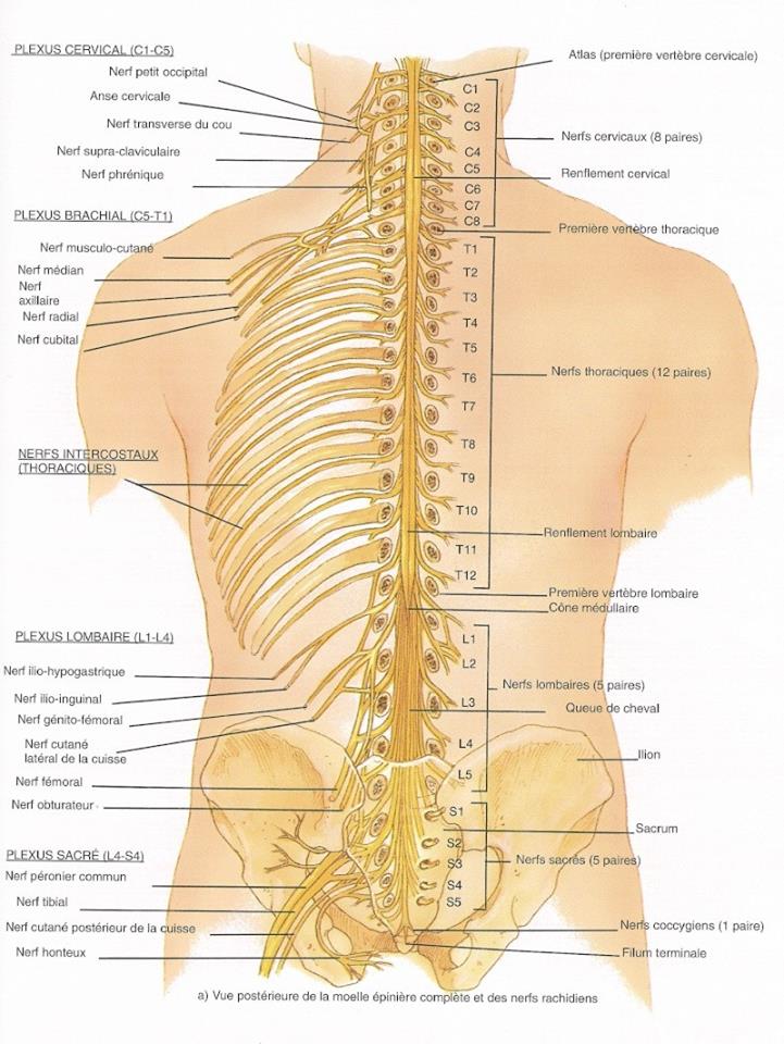Vue postérieure de la moelle épinière complète et des nerfs rachidiens