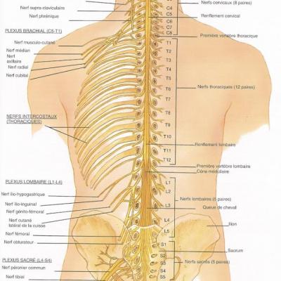 Anatomie