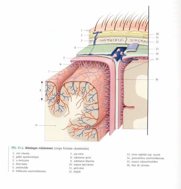 Méninges crâniennes