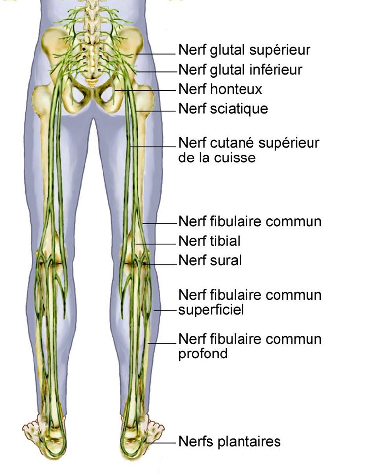  Nerf & Sacrum 