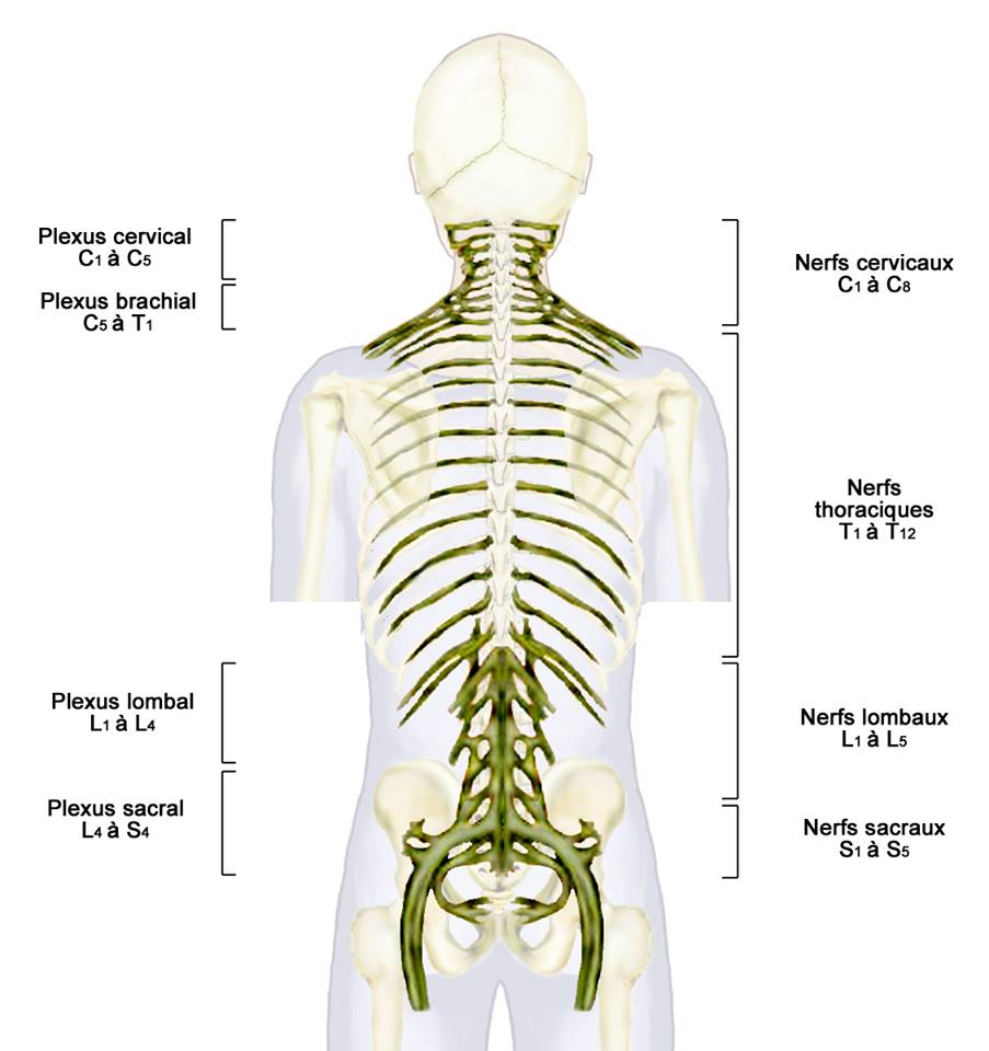 Plexus et nerfs
