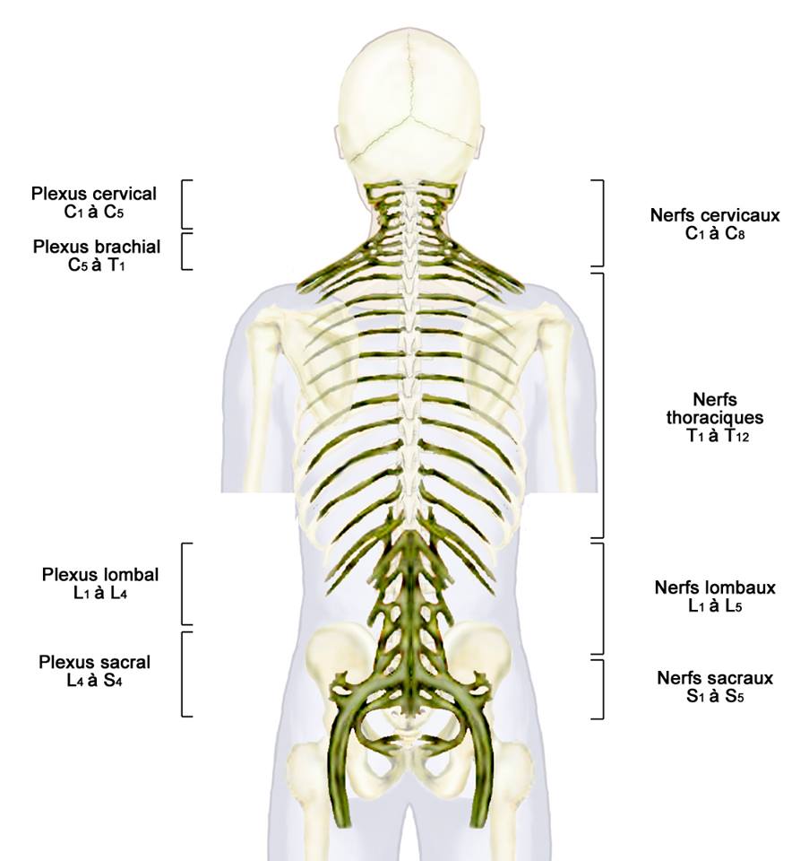  Nerf & Sacrum 