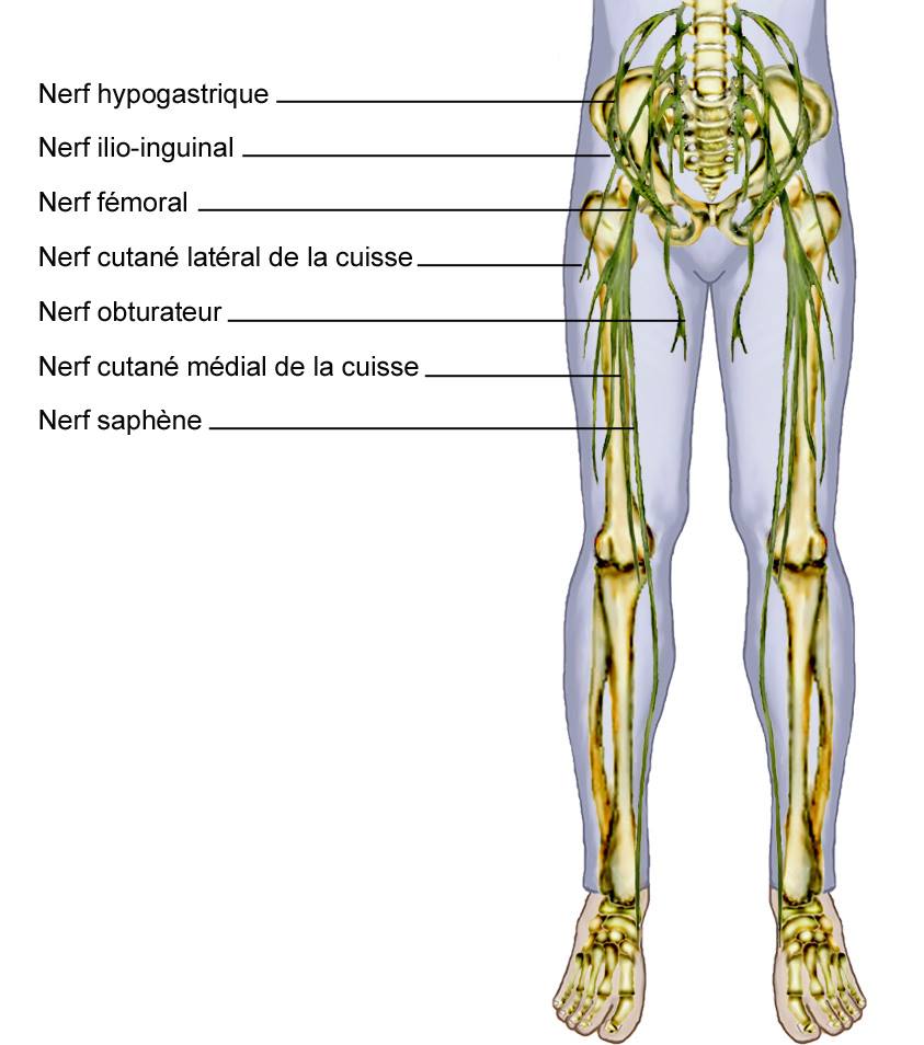  Nerf & Sacrum 