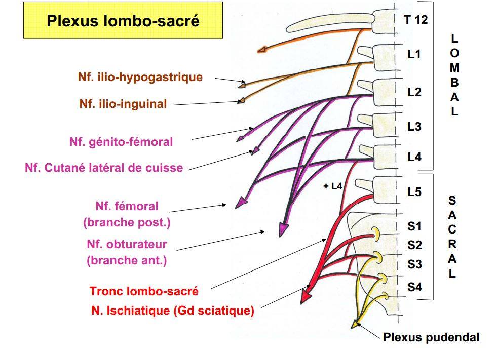 Plexus lombo-sacré