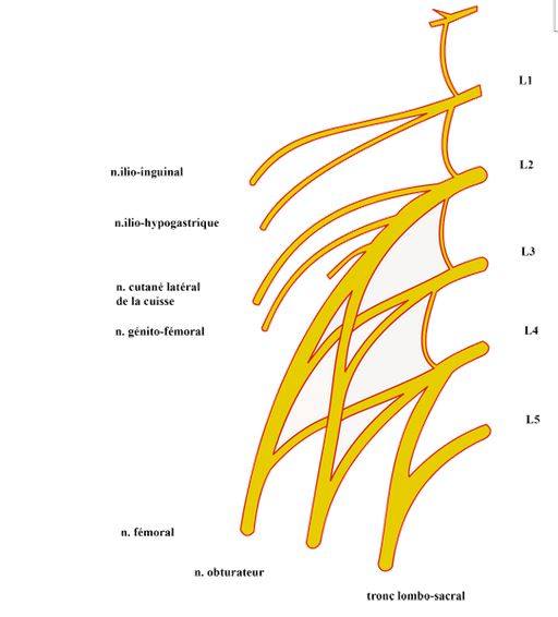 Tronc lombo sacral