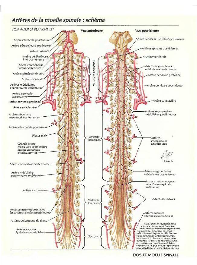Artères de la moelle épinière
