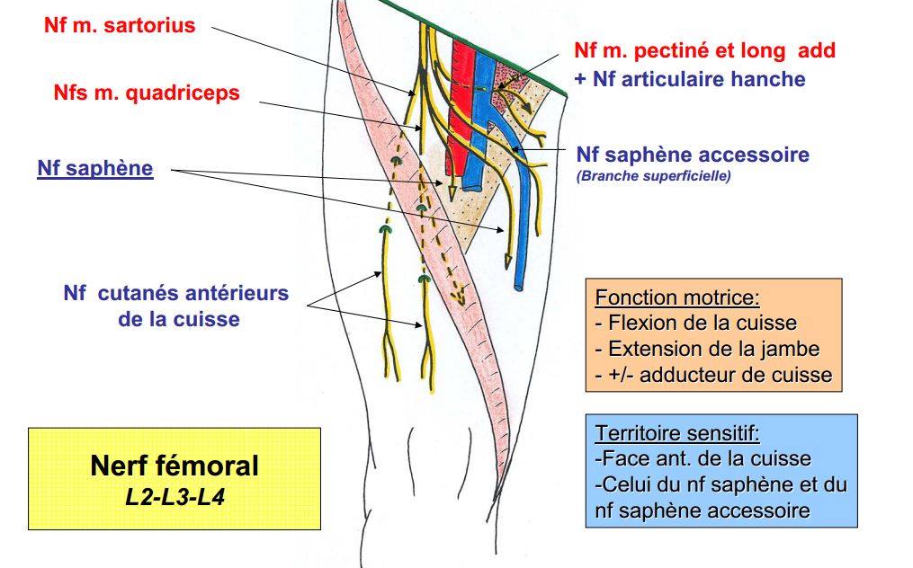  Nerf & Sacrum 