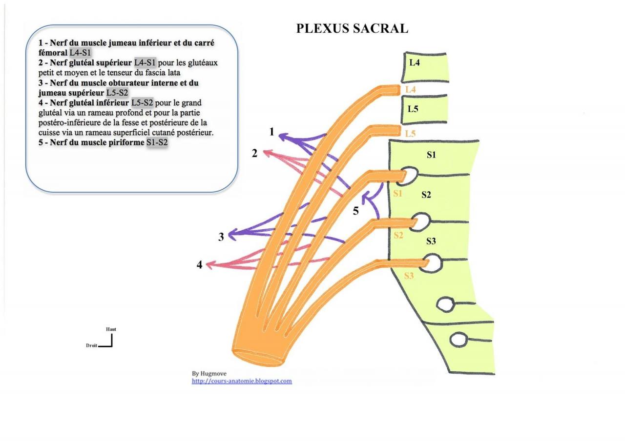 Plexus sacral