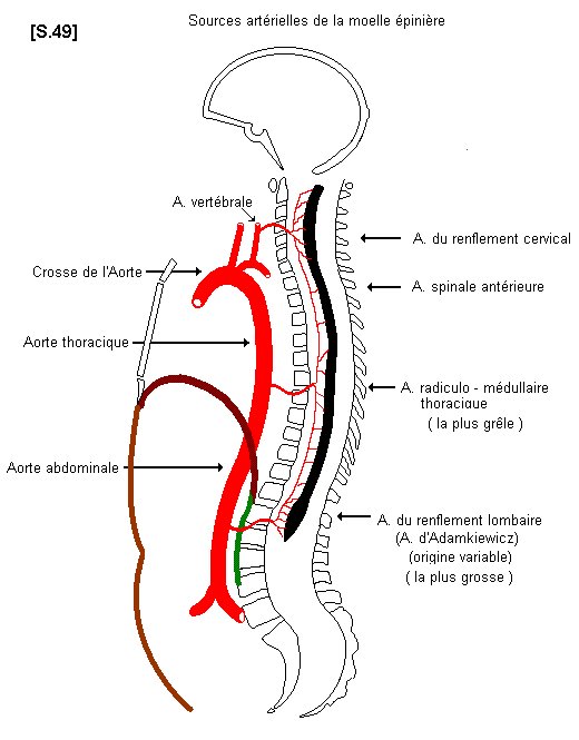 Sources artérielles de la moelle épinière