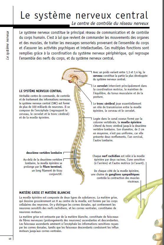 Système nerveux central