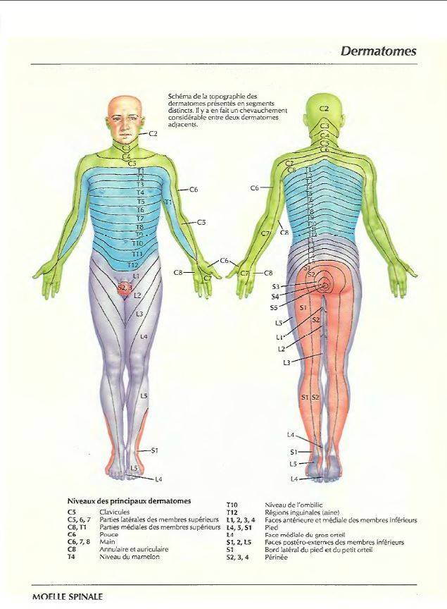 Dermatomes