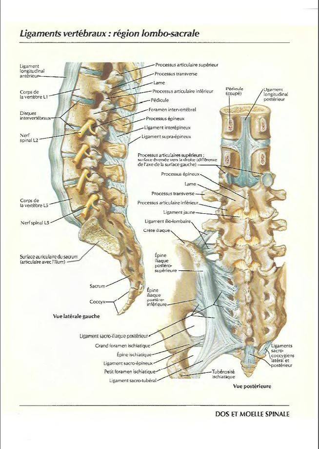 Ligaments vertébraux : région lombo-sacrale