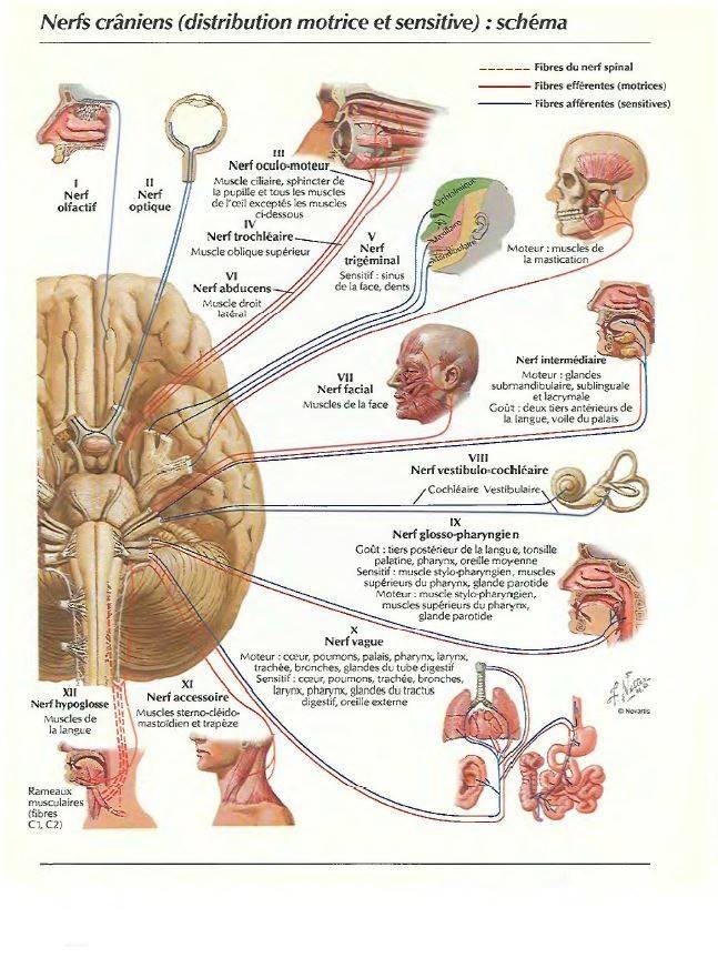 Nerfs crâniens
