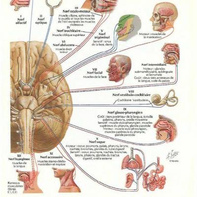 Nerf & Sacrum