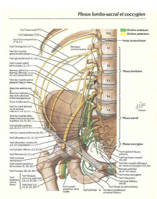 Plexus lombo-sacral et coccygien