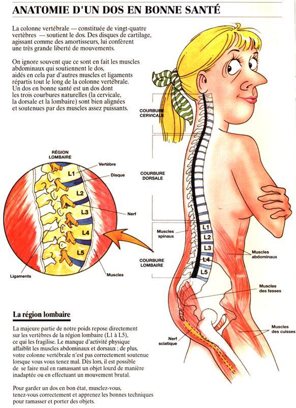 Anatomie d'un dos en bonne santé