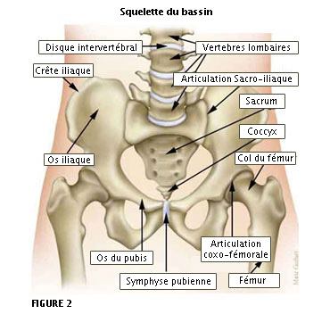 Squelette du bassin