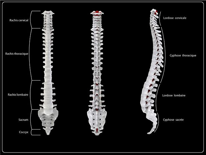 La colonne vertébrale