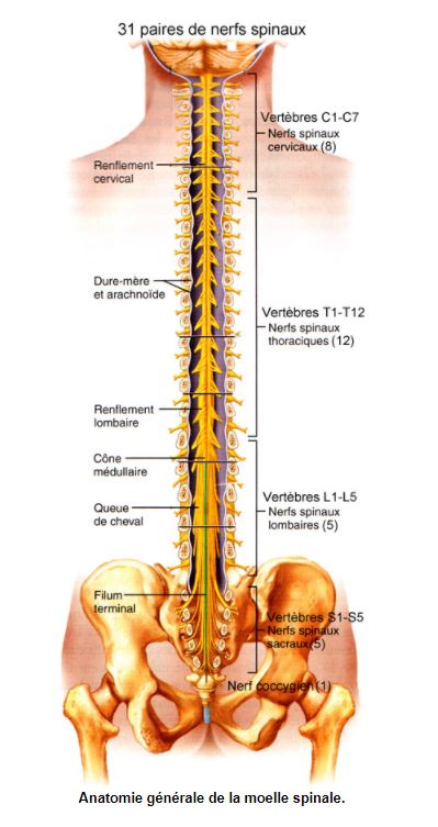 Nerfs spinaux