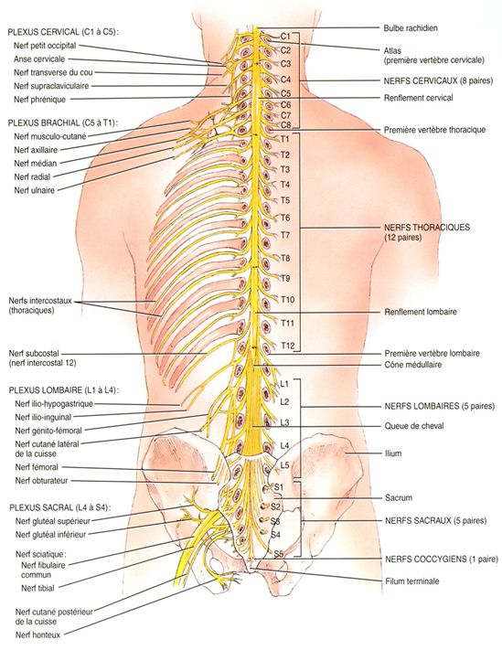 Anatomie moelle épinière et nerfs spinaux