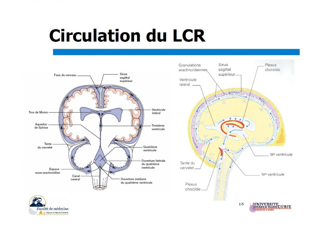 Circulation du LCR