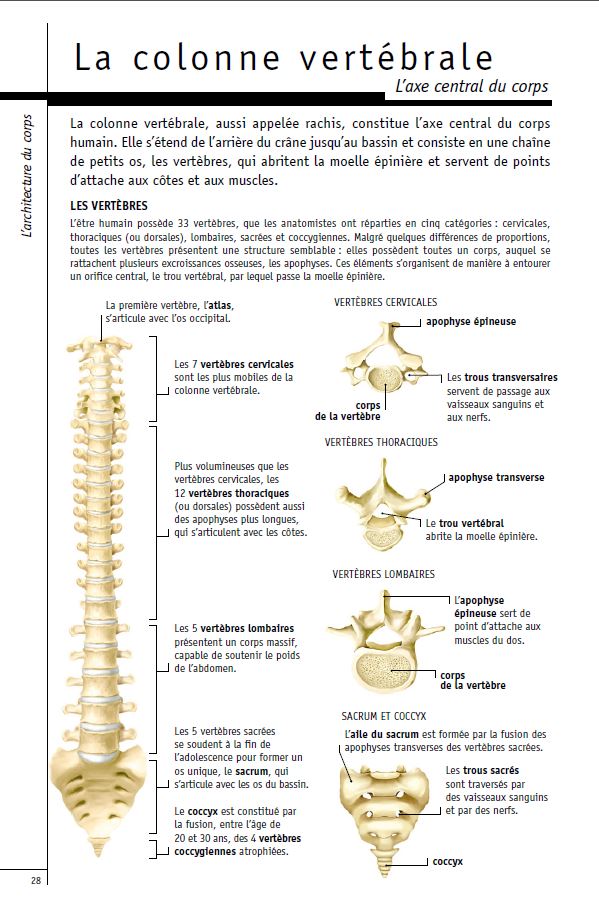Les vertèbres