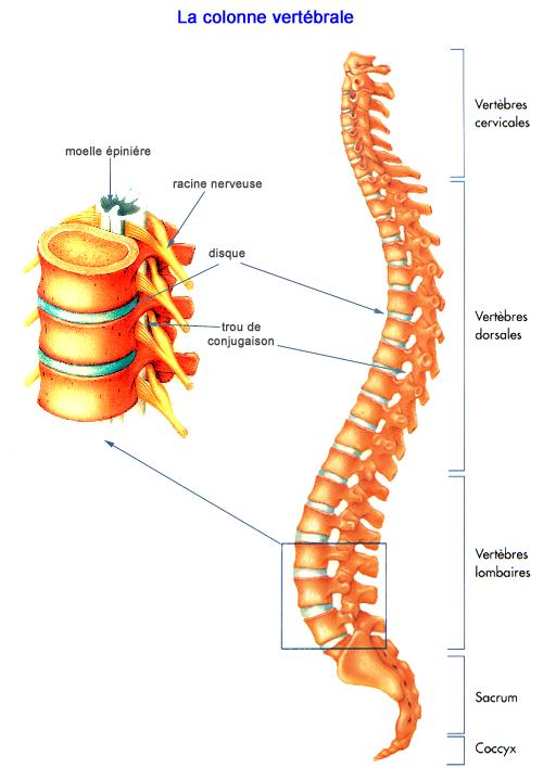 La colonne vertébrale