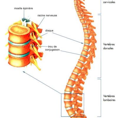 Colonne vertébrale et moelle spinale