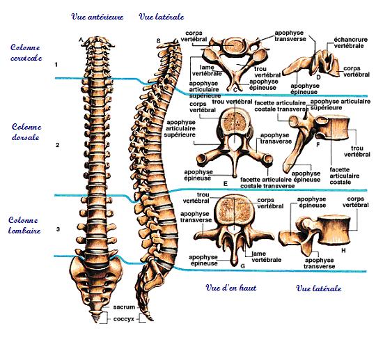 Vues colonne vertébrale