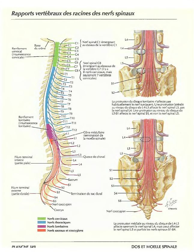 Rapports vertébraux des racines des nerfs spinaux
