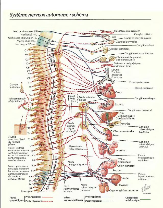 Système nerveux autonome