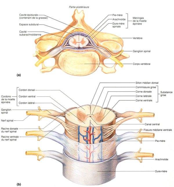 Coupe transversale de moelle épinière