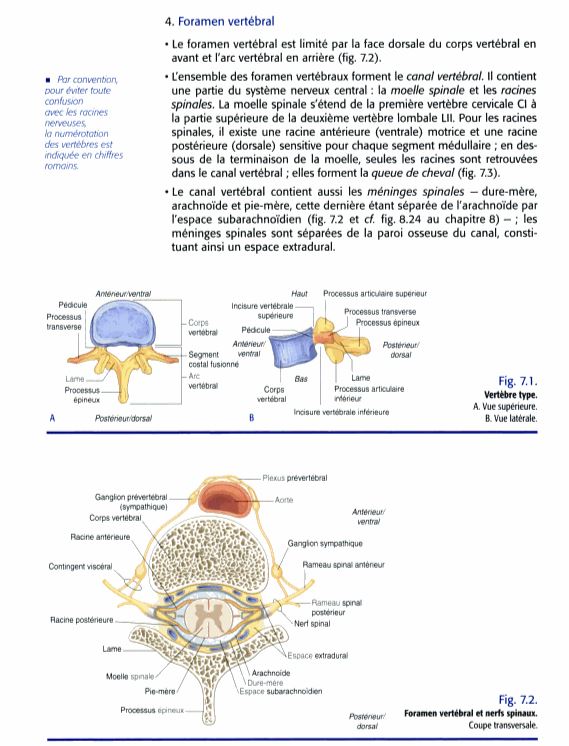 Foramen vertébral et nerfs spinaux