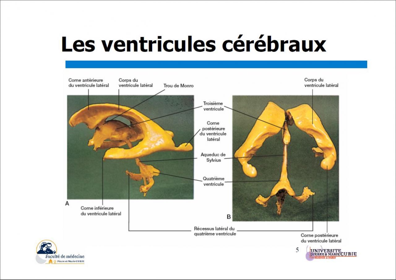 Les ventricules cérébraux