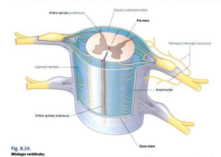Méninges vertébrales