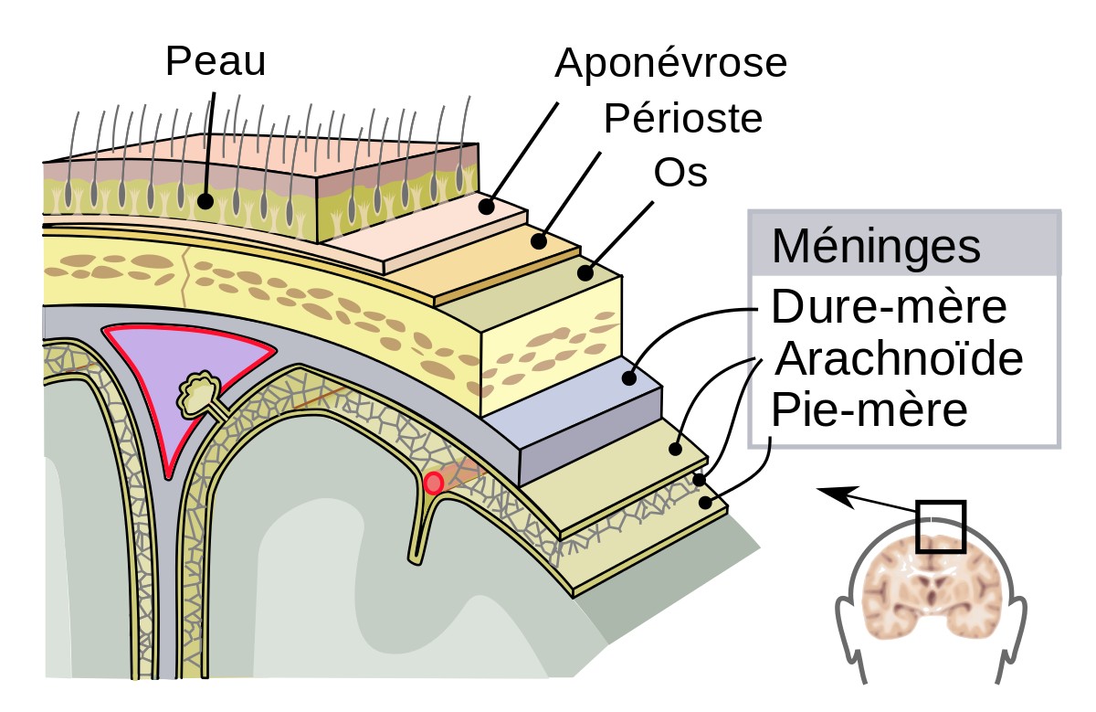 Meninges