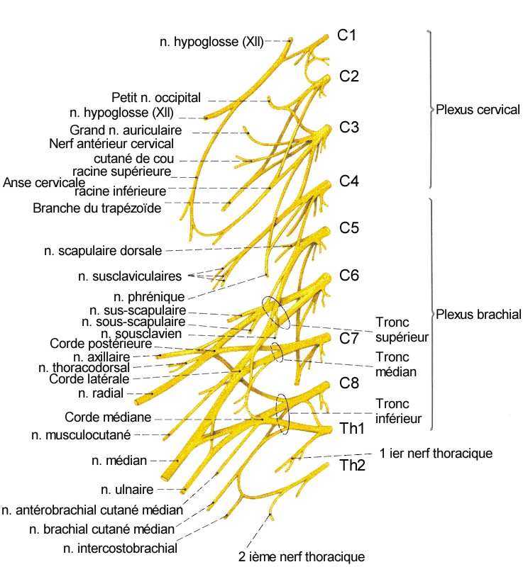 Nerfs cervicaux