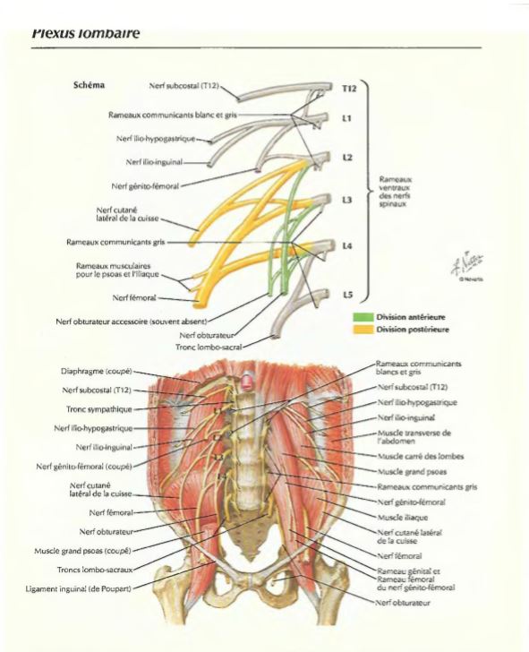 Plexus lombaire