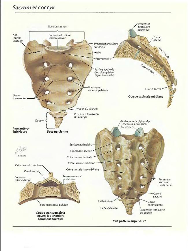 Sacrum et coccyx 