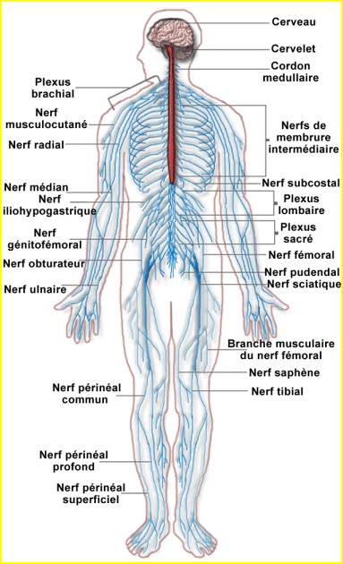 Le système nerveux