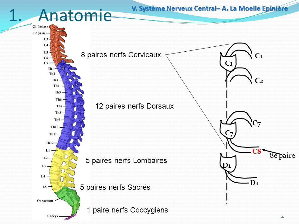 Système Nerveux central