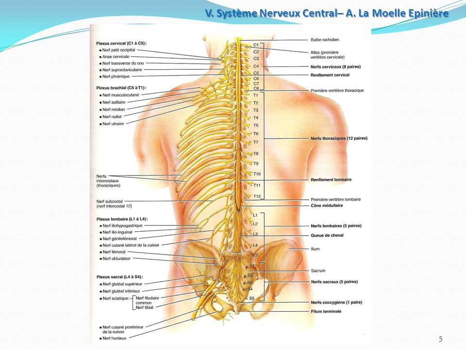 Système+Nerveux+Central–+A.+La+Moelle+Epinière.jpgc