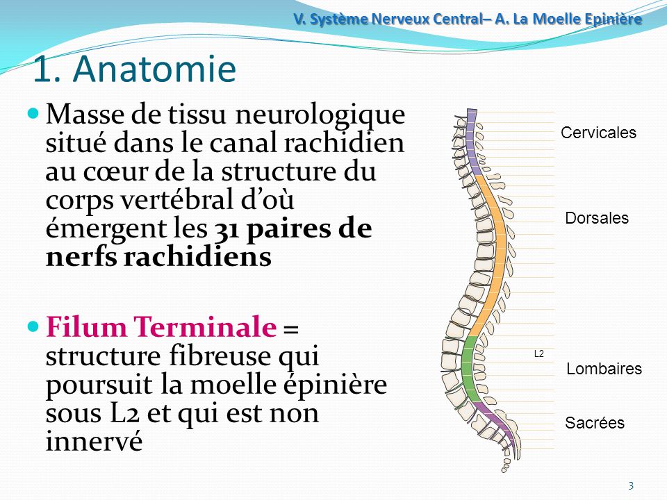 Système+Nerveux+Central–+A.+La+Moelle+Epinière