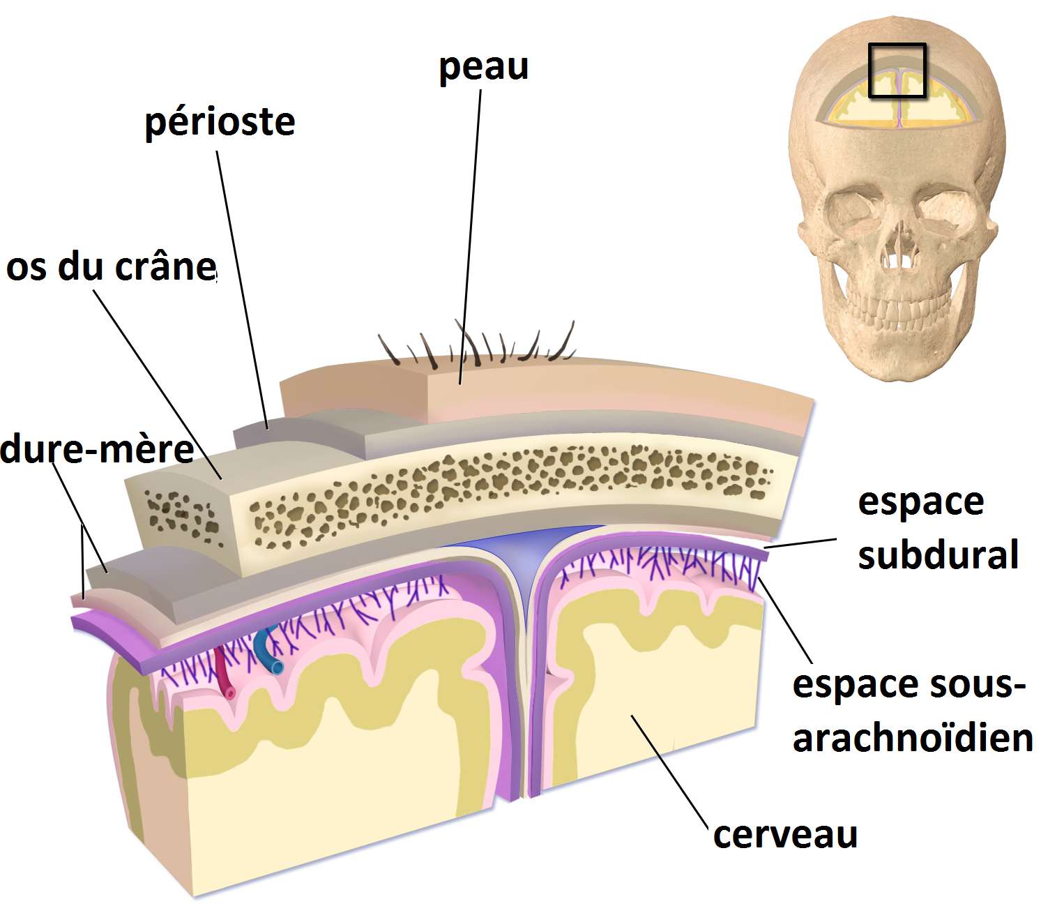 Ffafba921b 76808 couches meninges fr 03