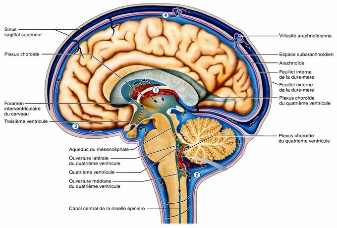 Liquide cerebrospinal