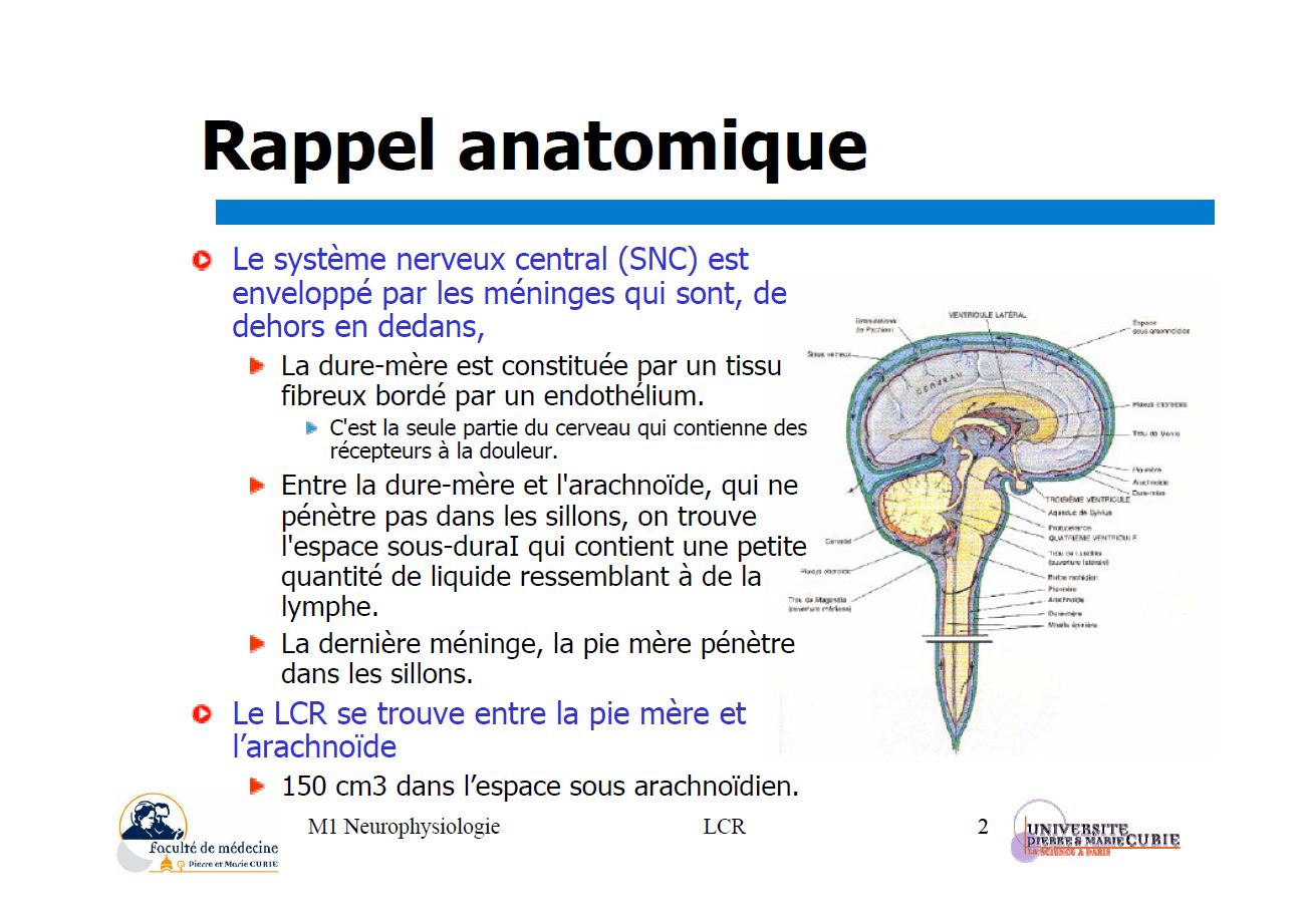 Rappel anatomique lique cephalo rachidien