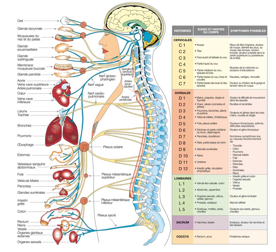 Relation organes