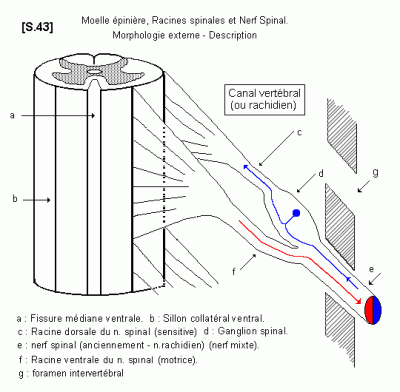 S 43 moelle morphologie