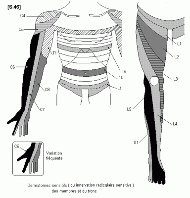 S 46 dermatomes sensitifs
