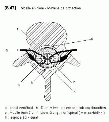 S 47 moelle protection